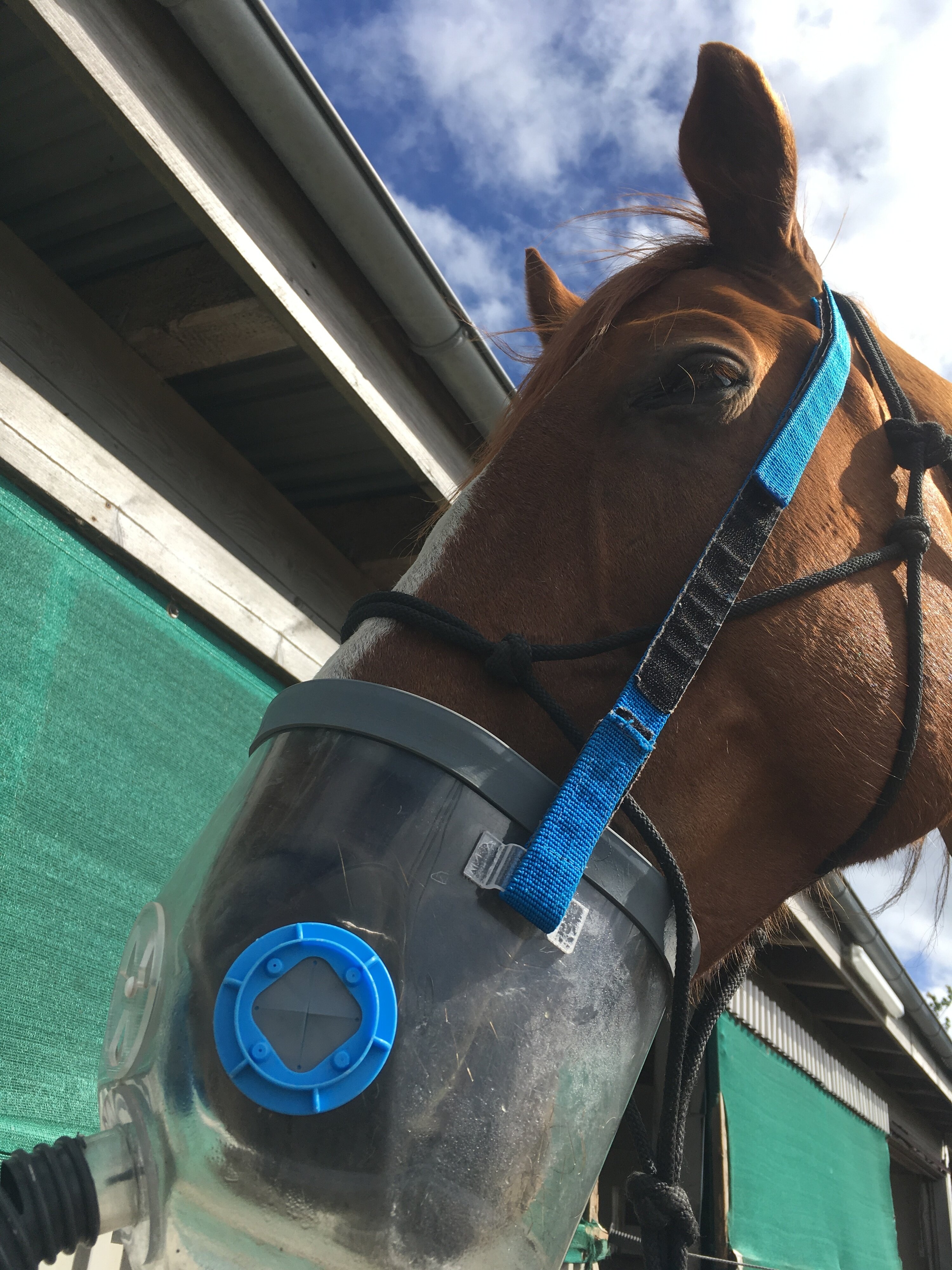 Inhalator — Tipps zur Anwendung Horse Support