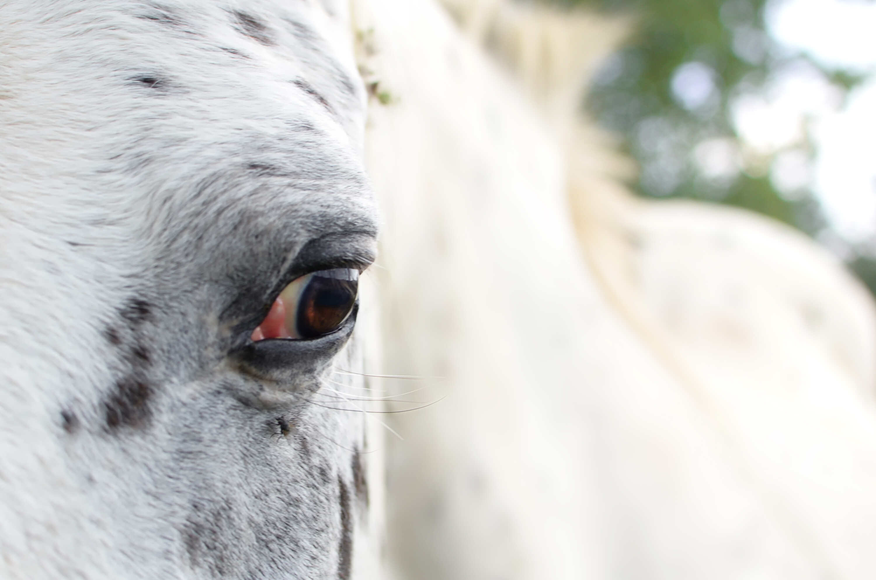 Die Bindehaut (Conjunctiva) kann sensibel auf äußere Einflüsse reagieren.