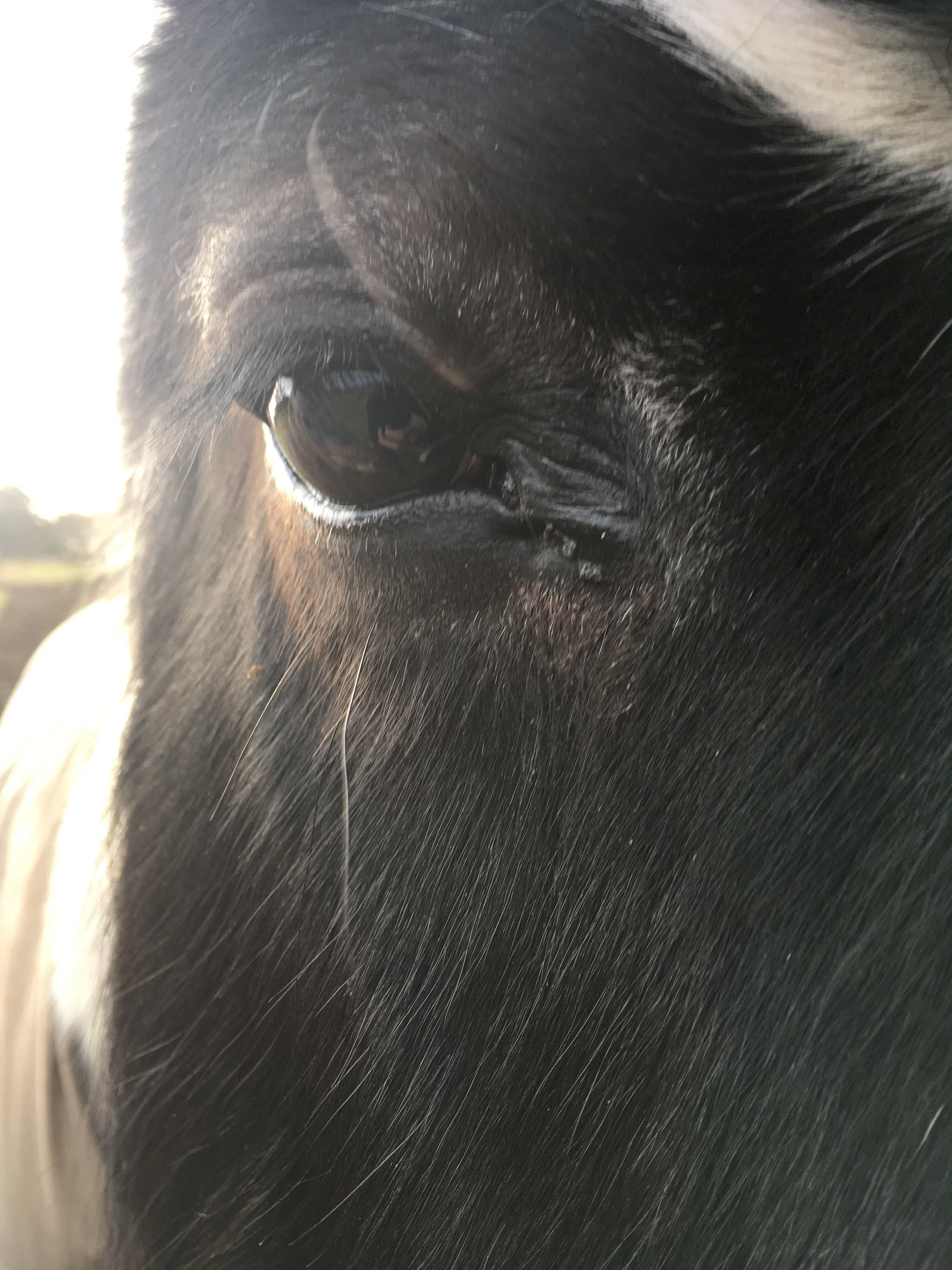 Dasselbe Auge drei Tage später; eine antibiotische Augensalbe und die therapieunterstützende Pflege mit dem bitopEQUI® EYE Spray brachten schnelle Linderung.
