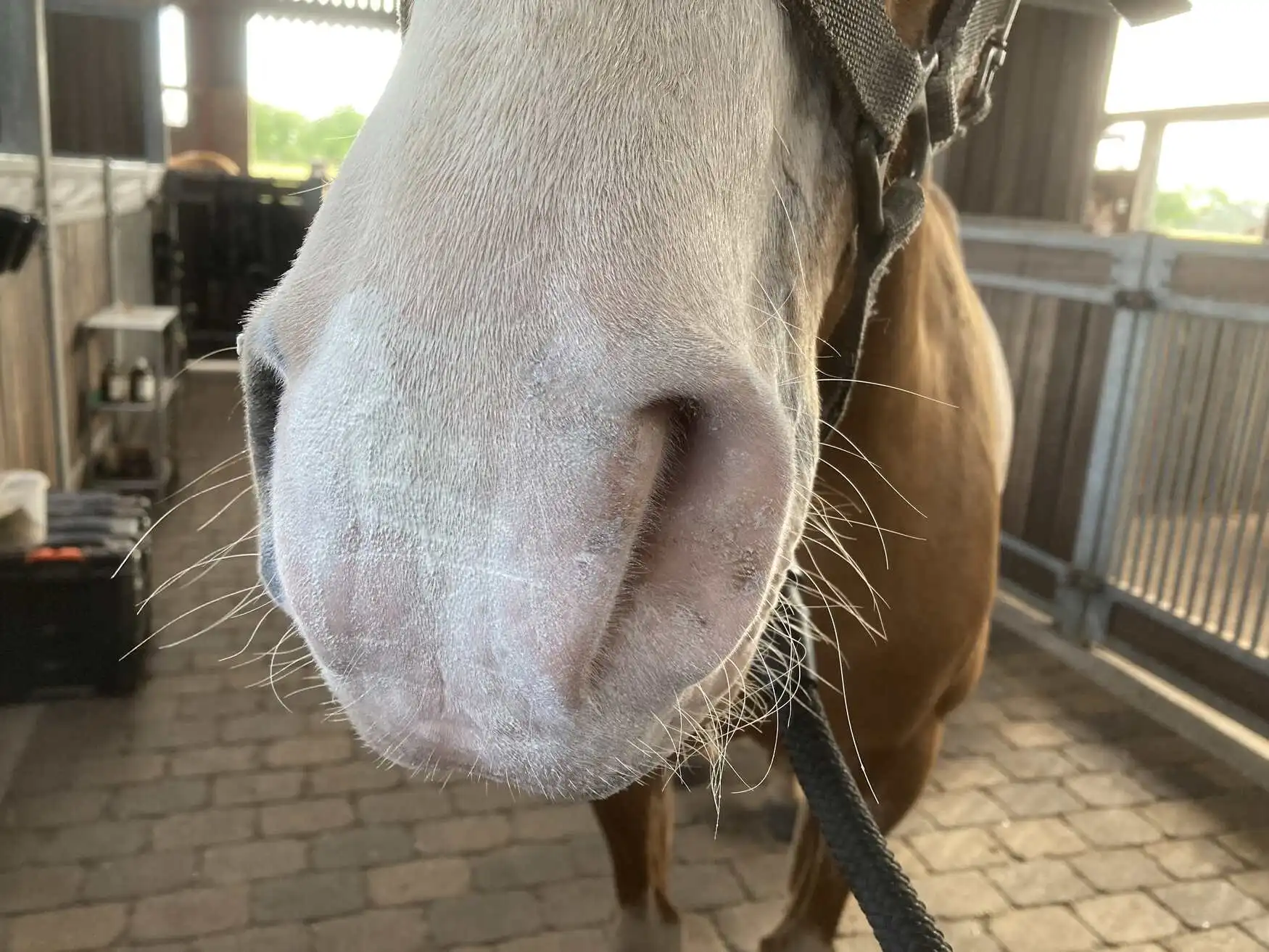 handyhlle iphone x iPhone X