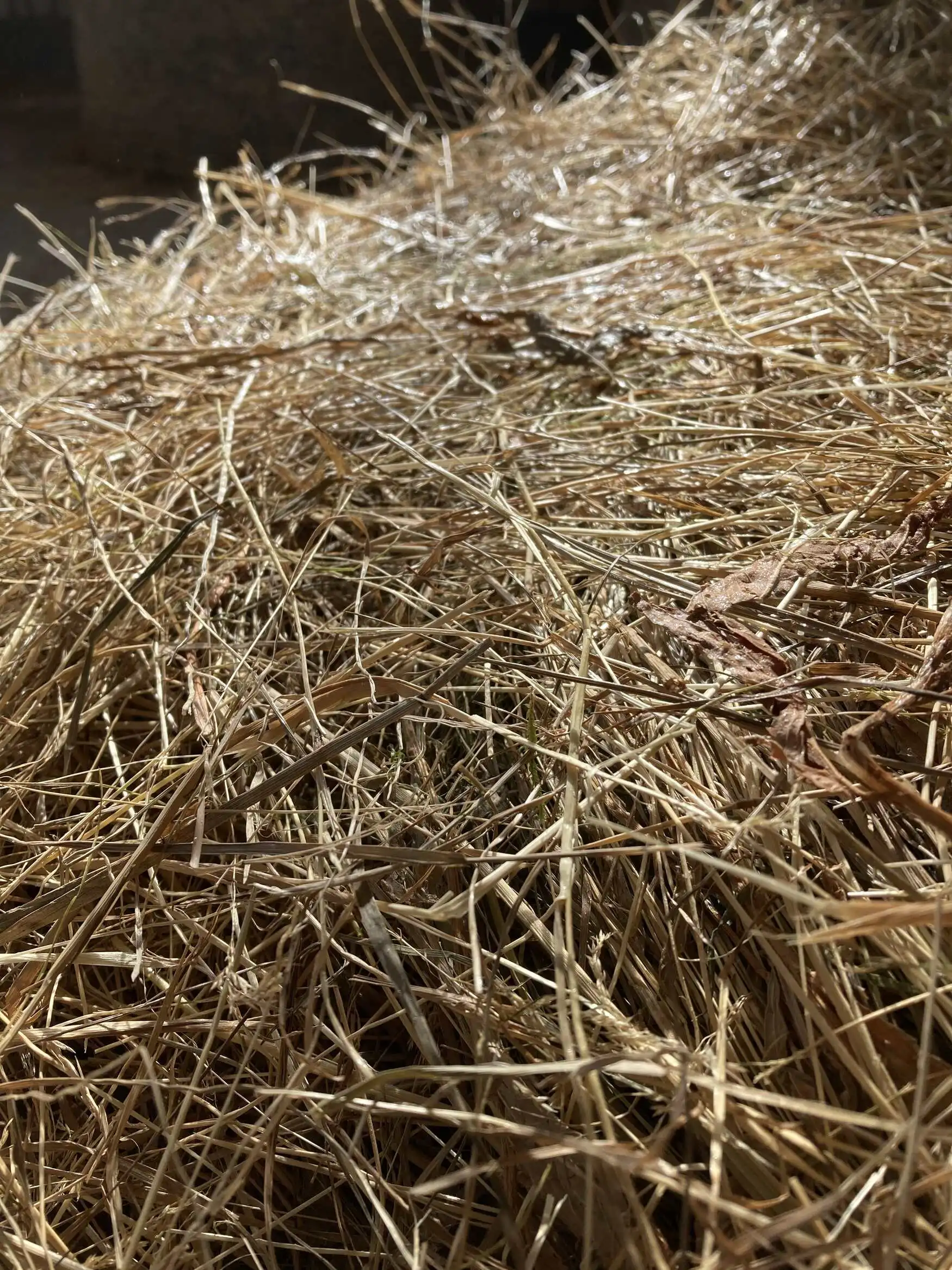 Cdvet EquiGreen Heu Protect - Pilzfeindliches Spray Für Pferde