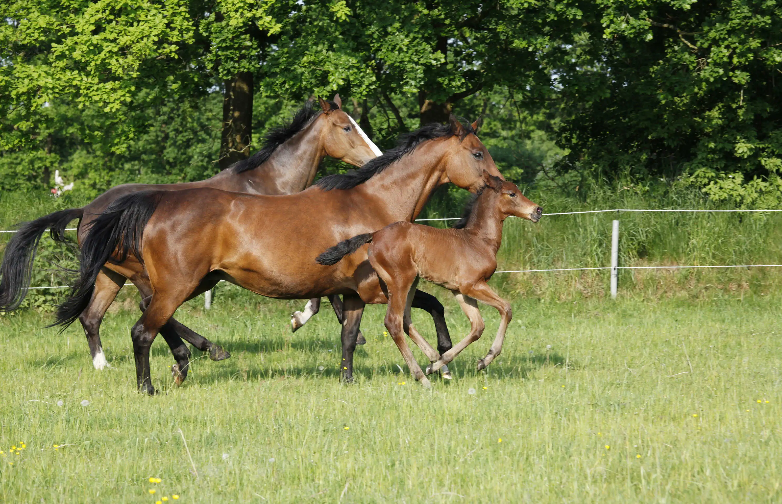 Die Holsteiner Pferdezucht auf Föhr ist weltweit bekannt.