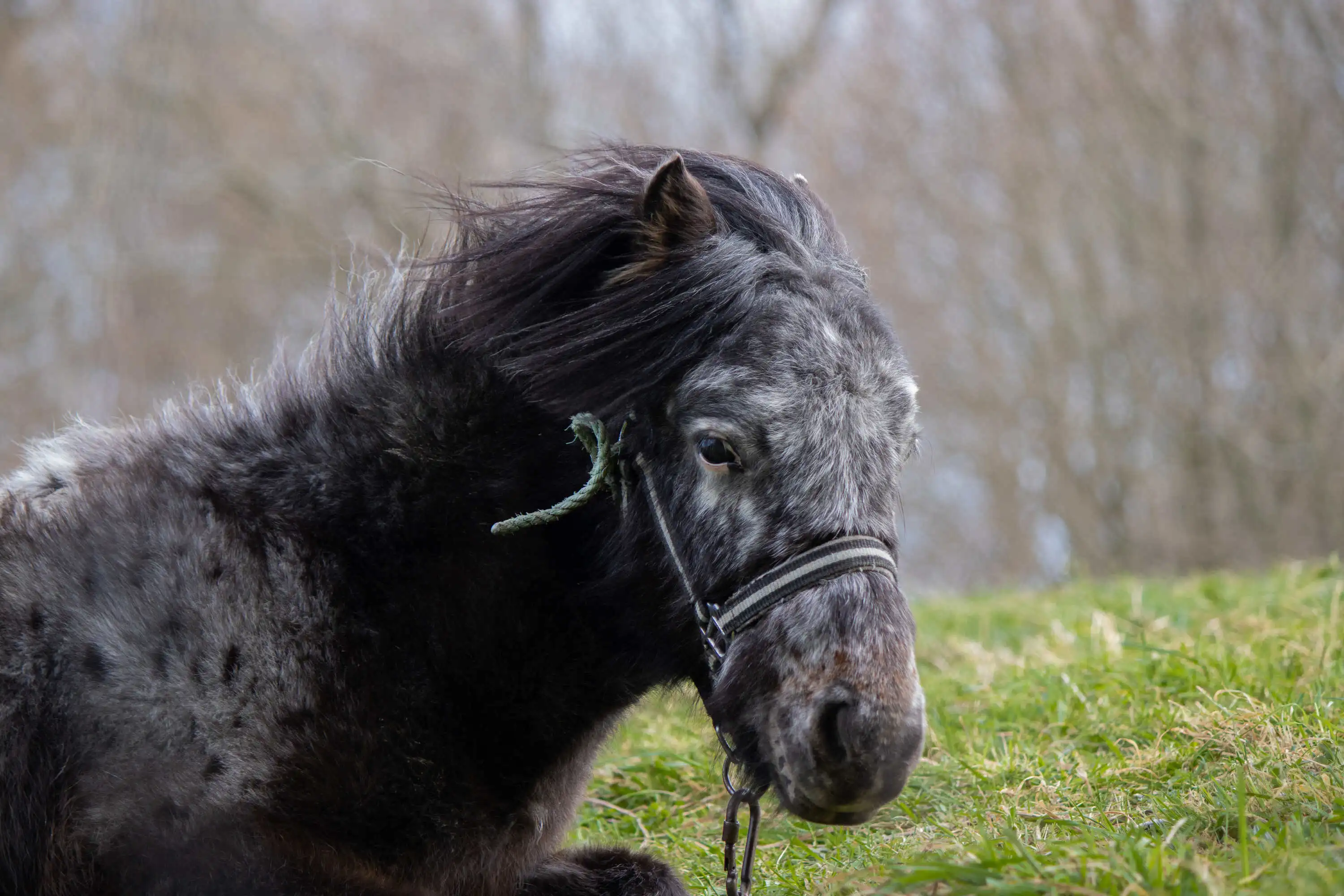 Pferde mit unpigmentierten Hautarealen um die Augen neigen oftmals schneller zu empfindlichen Bindehäuten.
